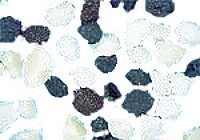 Slipemateriale - myk "plast-MB" - multi - kantet korn
