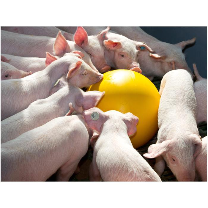 Pelota Piglet antiestrés - diferentes versiones
