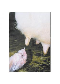 Zitzenzäpfchen - VE 6 pièces - Prix par boîte